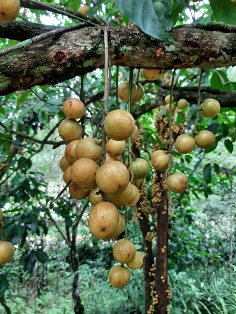 Here's how to make wine out of Langkau Chi 1 Langkau chi2