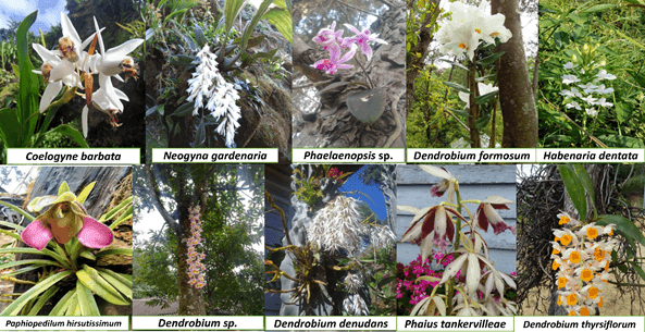 Biodiversity & conservation of orchids: The importance of documentation from their natural habitats 1 image 7
