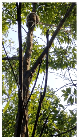 Endangered Slow Loris, the distant relative of mankind, set free in Manipur 3 image 17