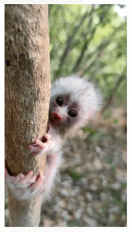 Endangered Slow Loris, the distant relative of mankind, set free in Manipur 2 image 18