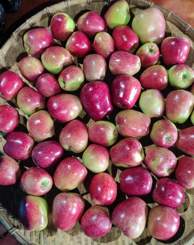 Apple harvest in Ukhrul, a promising ray of hope for villagers and farmers 4 WhatsApp Image 2021 06 23 at 10.00.05 AM