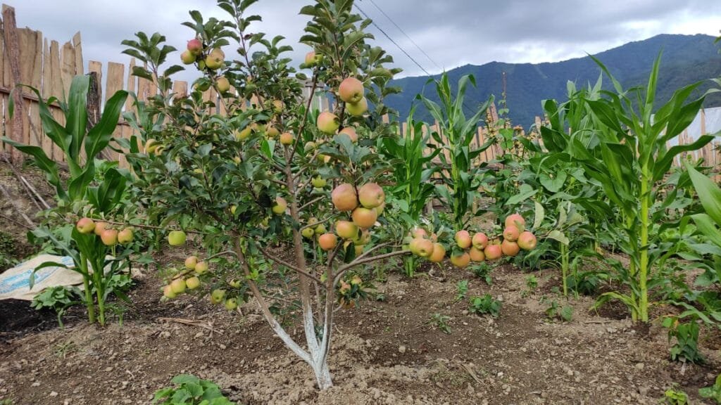 Apple harvest in Ukhrul, a promising ray of hope for villagers and farmers 5 WhatsApp Image 2021 06 23 at 10.00.09 AM