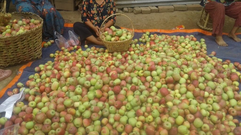 Apple harvest in Ukhrul, a promising ray of hope for villagers and farmers 2 WhatsApp Image 2021 06 23 at 11.03.43 AM