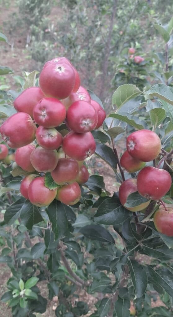 Apple harvest in Ukhrul, a promising ray of hope for villagers and farmers 3 WhatsApp Image 2021 06 23 at 9.49.41 AM