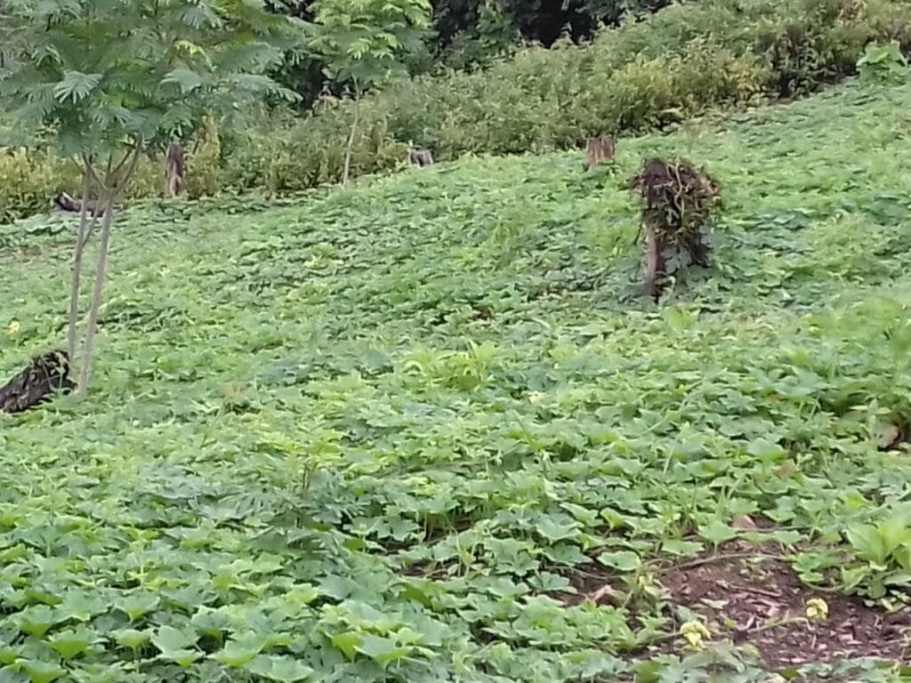 Organic Farm in Tuyungpi River bed could be a solution to unemployment 4 WhatsApp Image 2021 07 30 at 5.37.57 PM
