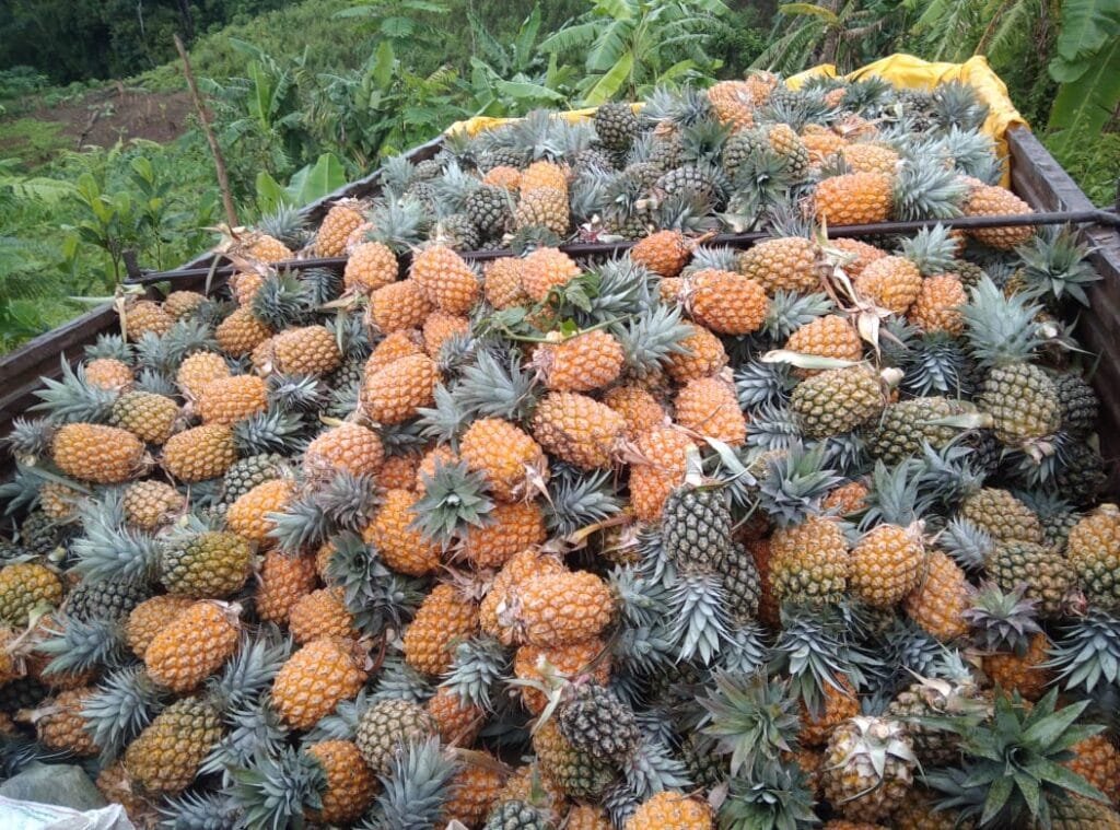 Organic Farm in Tuyungpi River bed could be a solution to unemployment 1 WhatsApp Image 2021 07 31 at 1.12.59 PM