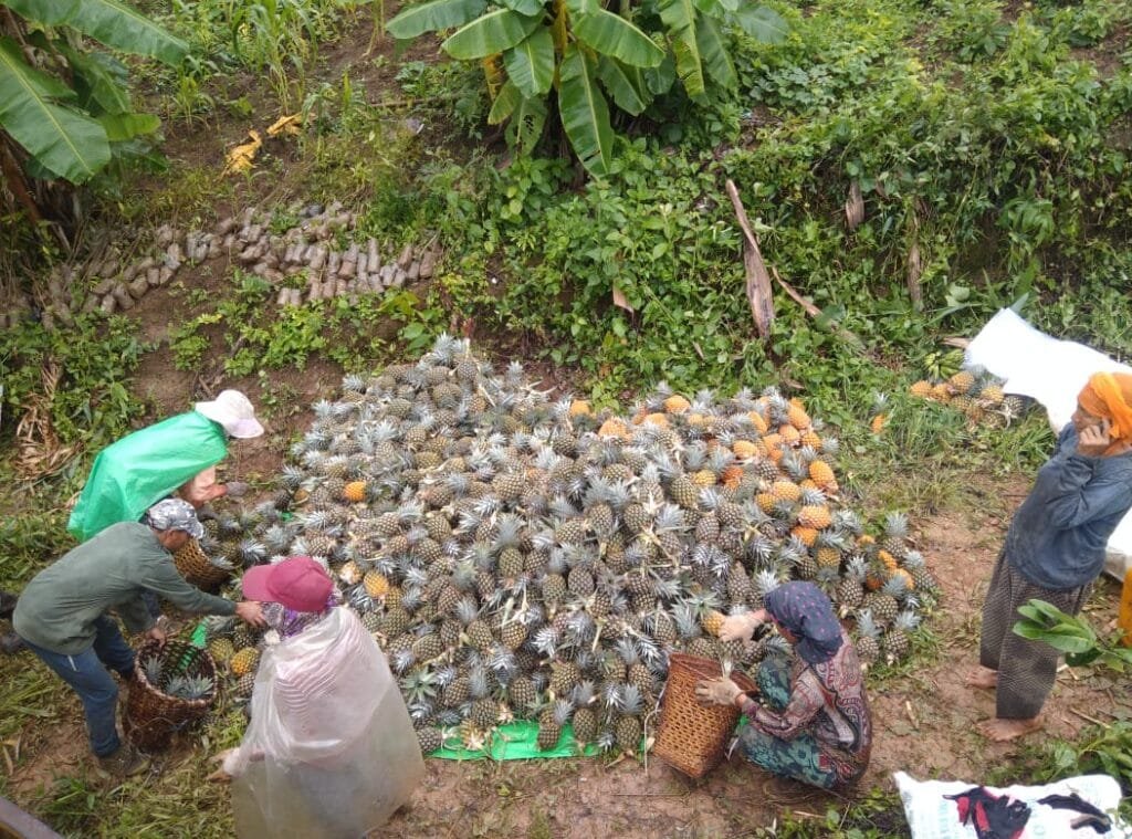 Organic Farm in Tuyungpi River bed could be a solution to unemployment 2 WhatsApp Image 2021 07 31 at 1.13.00 PM 1