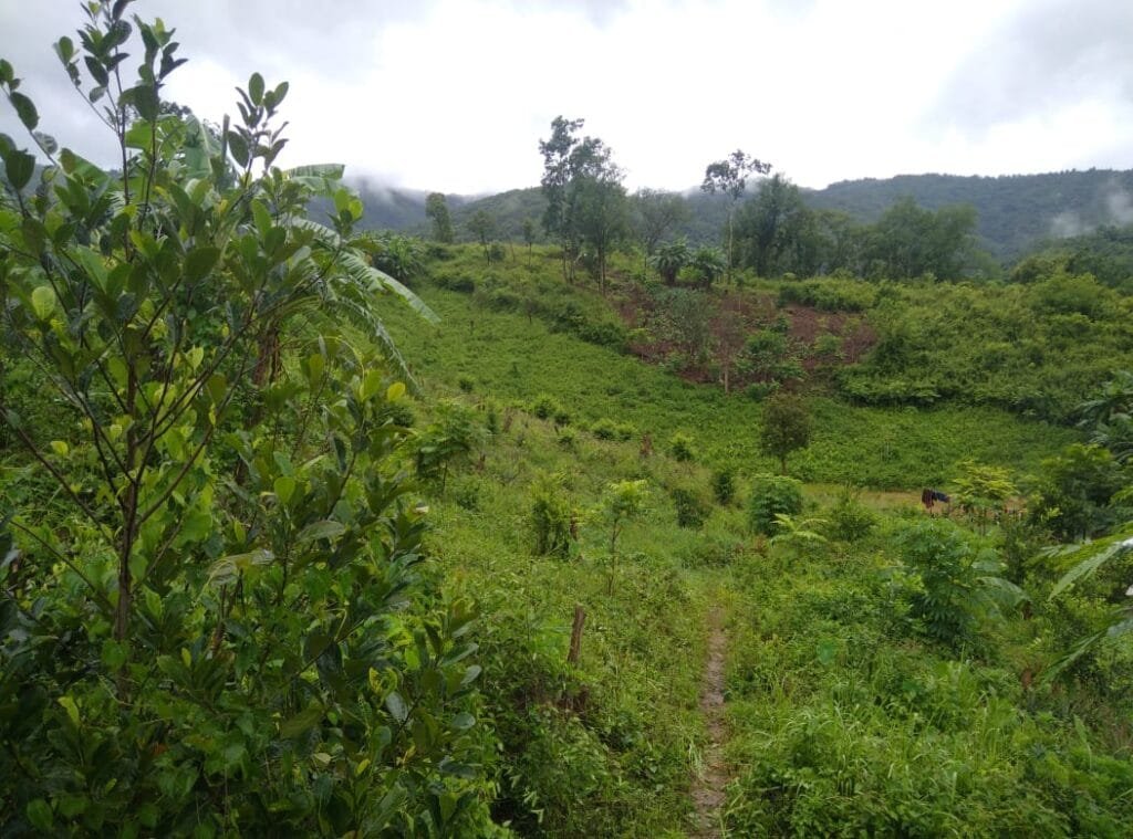 Organic Farm in Tuyungpi River bed could be a solution to unemployment 5 WhatsApp Image 2021 07 31 at 1.13.04 PM
