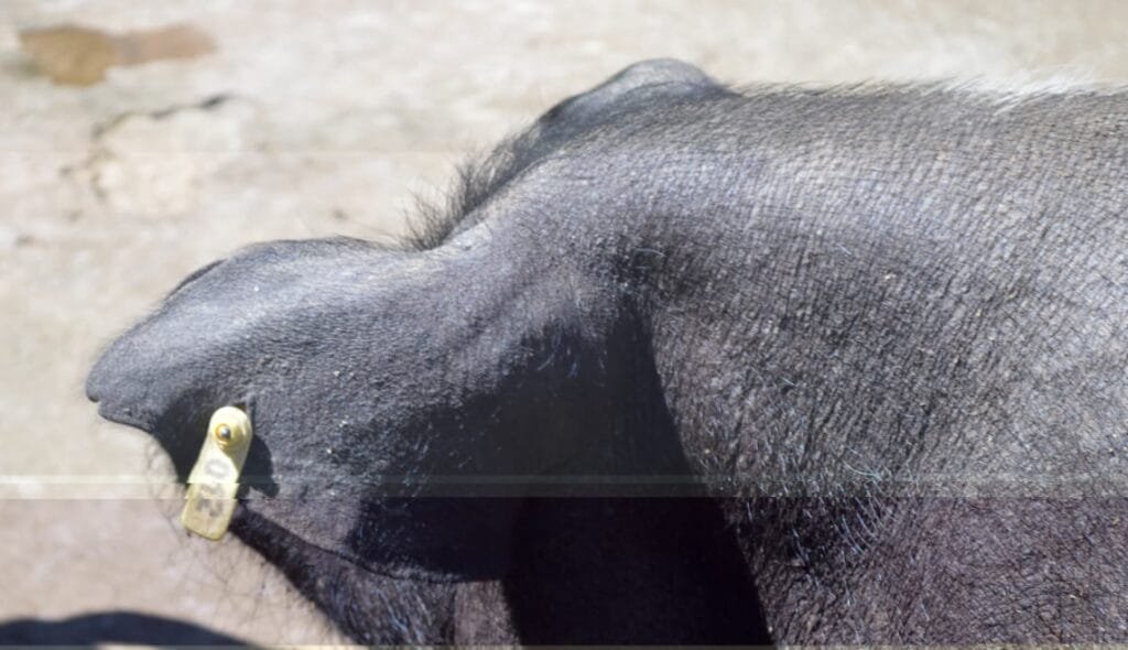 Piggery: A Socio-Economic Gem 5 WhatsApp Image 2021 09 14 at 7.43.13 PM