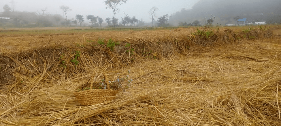 Trading skills before opportunities burns: A journey in the gold-fields of Senapati District, Manipur 5 image 5