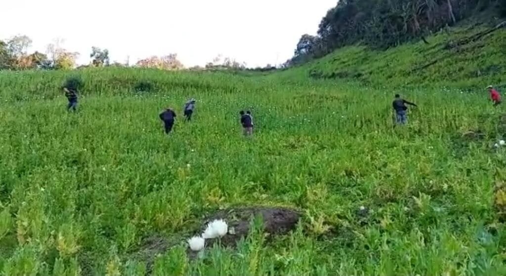 Tumuyon Khullen village supports 'War on Drugs' in their area, destroys poppy plantations 2 Poppy