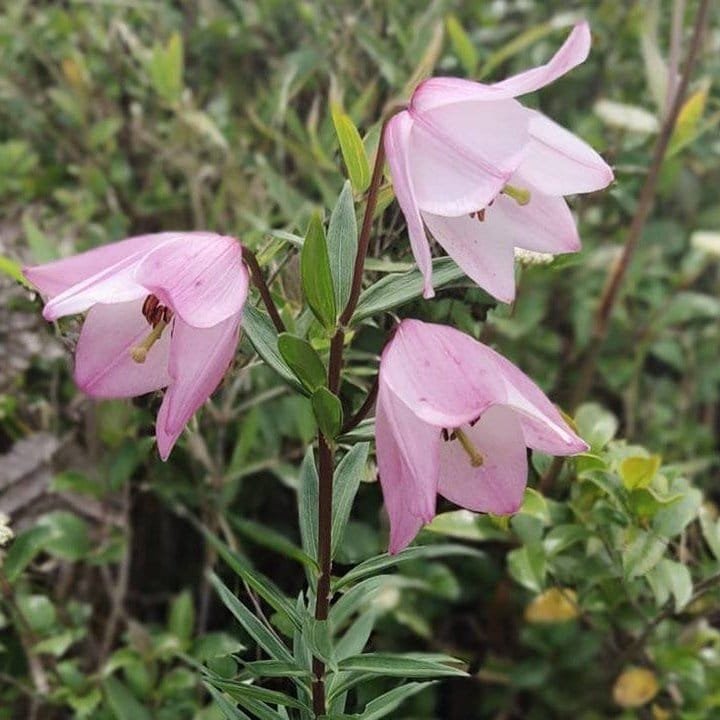Where is May 1, 2017 MoU on Shirui Lily State Festival? 2 Shirui Lily
