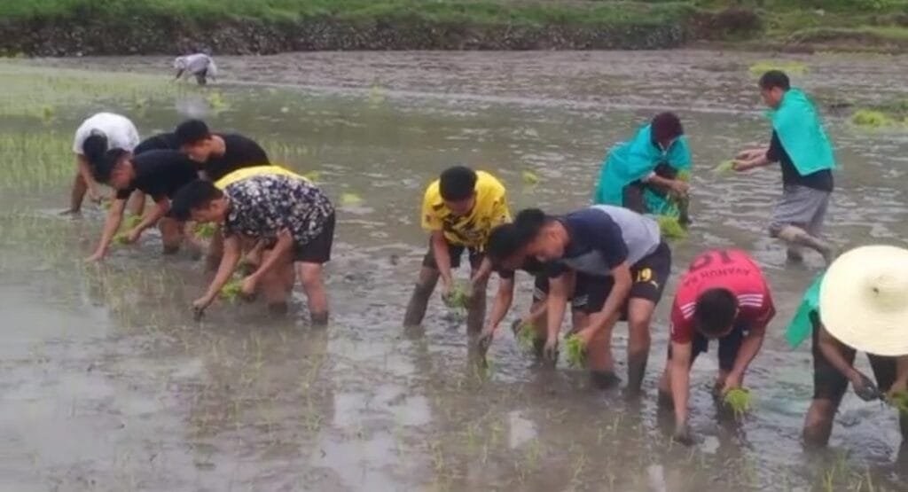 Traditional rice transplantation conducted at Purul (Hiimai) Paoki, 2022 2 Purul Hiimai Paoki 1
