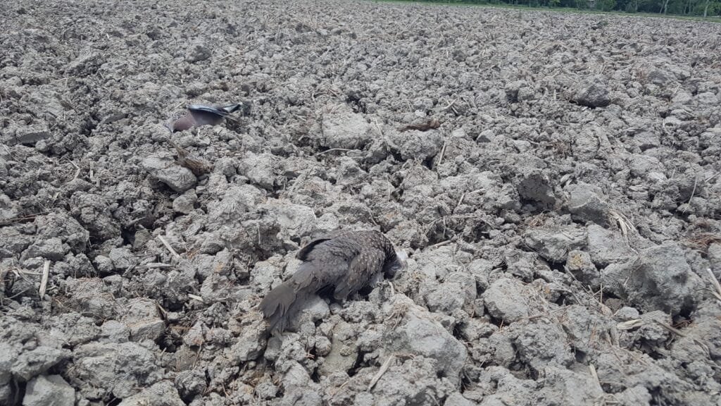 Birds die after eating poisoned food 2 Birds die after eating poisoned food 1