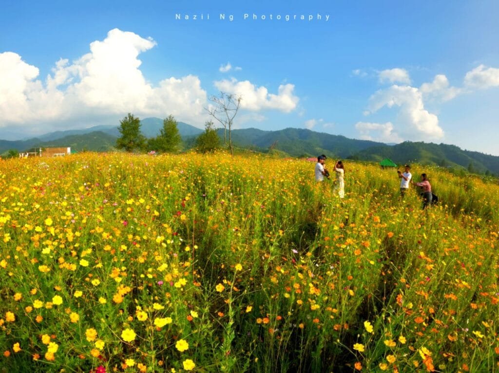 3rd Cosmos Flower Festival Celebrated At Naamai Zho Ukhrul Times
