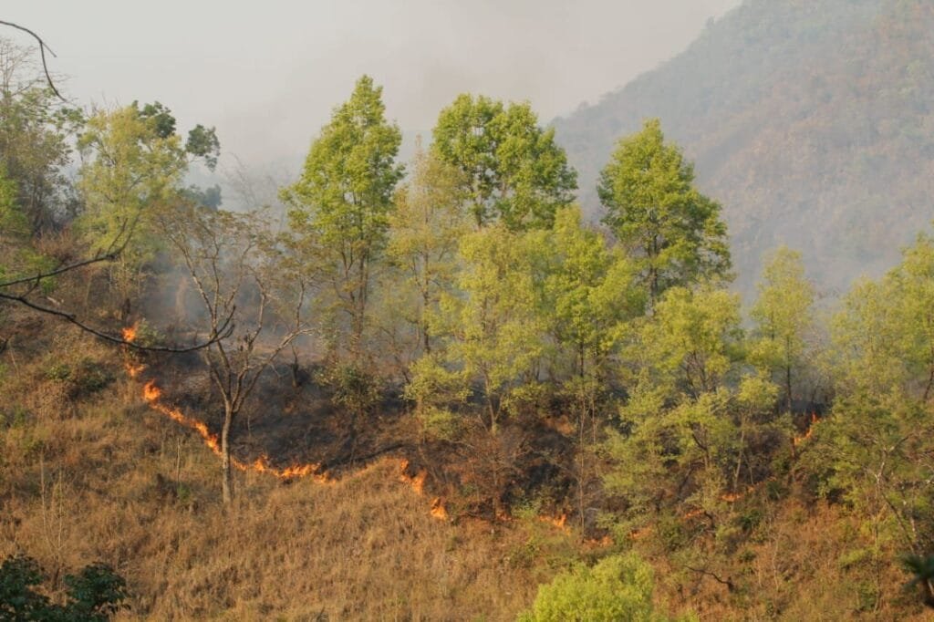 Ukhrul: A town of thousand dried pond 1 forest
